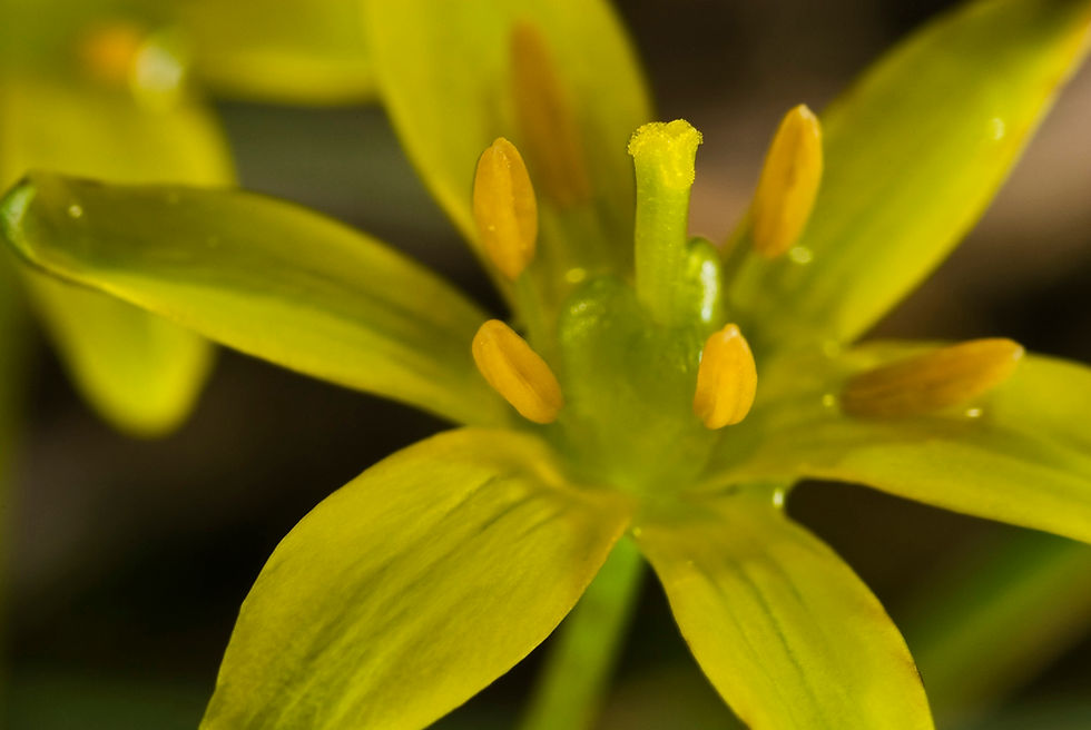 Detall de Gagea nevadensis