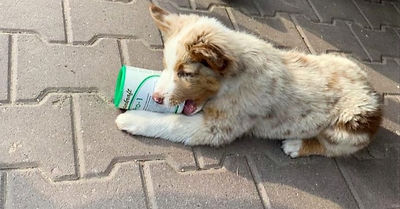 c5613e70-882e-4869-a0f5-2084ca9bd135_edi