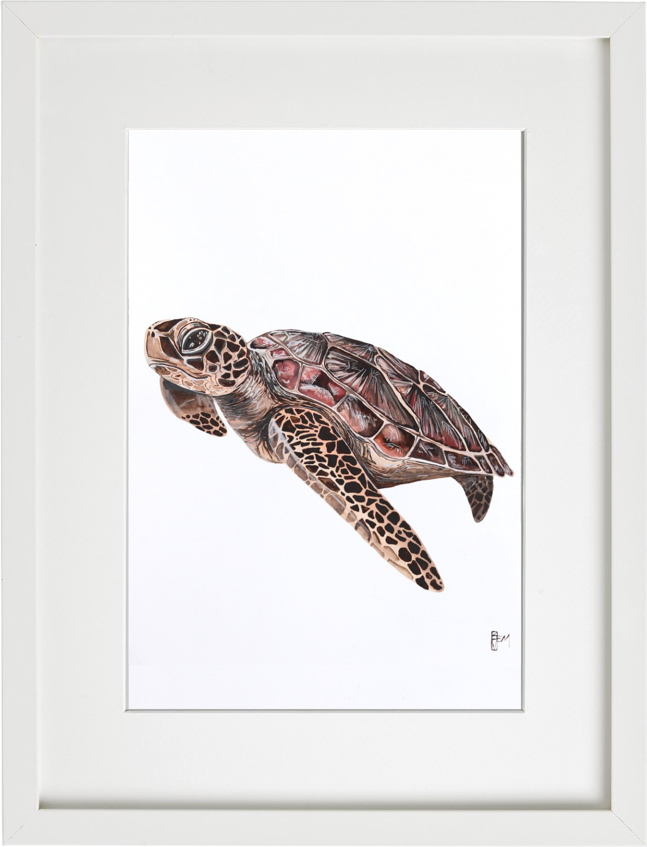Musgrave Turtle