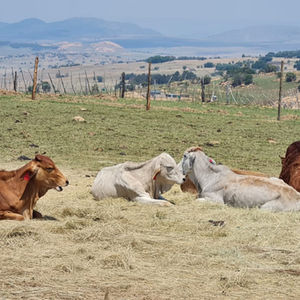 BHUNGANE FARM