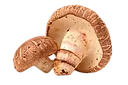 Shitake laboratoire-AVIE