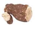 Poria cocos bio laboratoire-AVIE