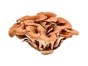 Maitake laboratoire-AVIE