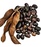 Le mucuna pruriens laboratoire-AVIE