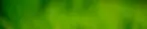 insect-7220203.webp