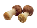 Agaricus Blazei laboratoire-AVIE