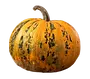 la courge de styrie.webp
