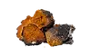 Chaga laboratoire-AVIE