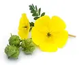 Tribulus terrestris laboratoire-AVIE