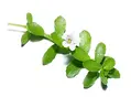 Brahmi laboratoire-AVIE