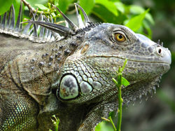 Iguanas are everywhere.