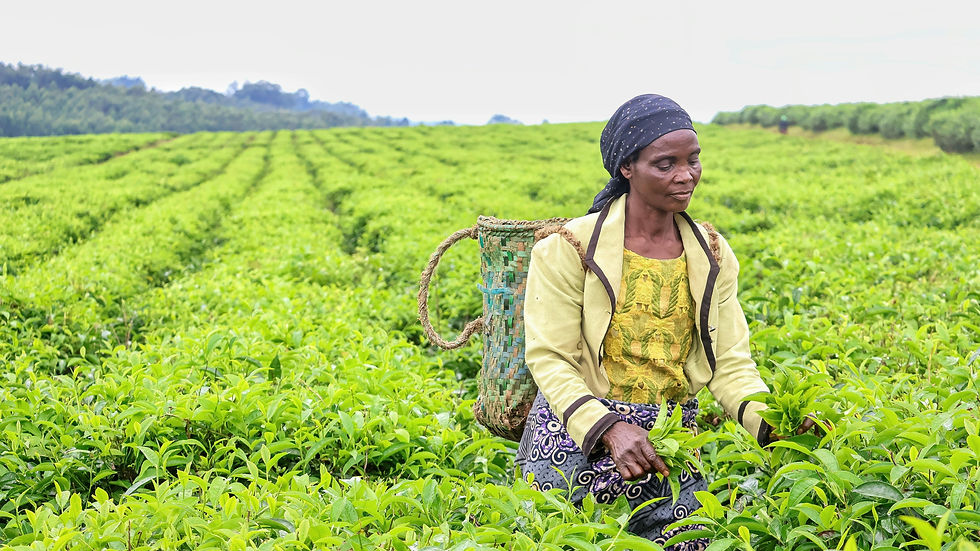 A woman skillfully picks tea leaves in a lush, expansive tea plantation, carrying a woven basket on her back amid the vibrant greenery.