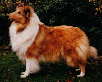 Derloch Dream Delight "Hayley"