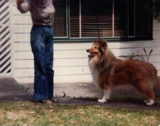 Derloch Dark Sable "Mark"