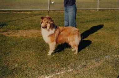 Derloch Ginger Bred Man "joshua"