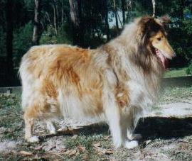 Derloch Dee Loveable "allie"