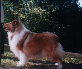 Derloch Truly Scrumphus "Trudy"