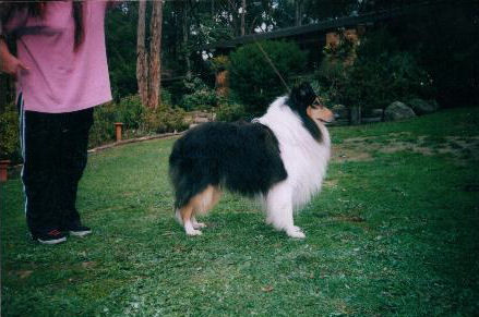 Derloch Black Bob "Bob"