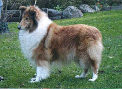 Derloch Double Truffle "Bunny"