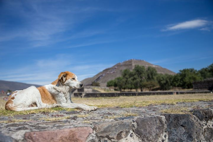 Mexican Animal Shelter Visit