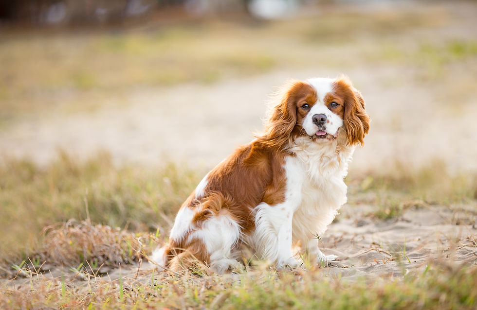 Pet Photography by Tails of Time