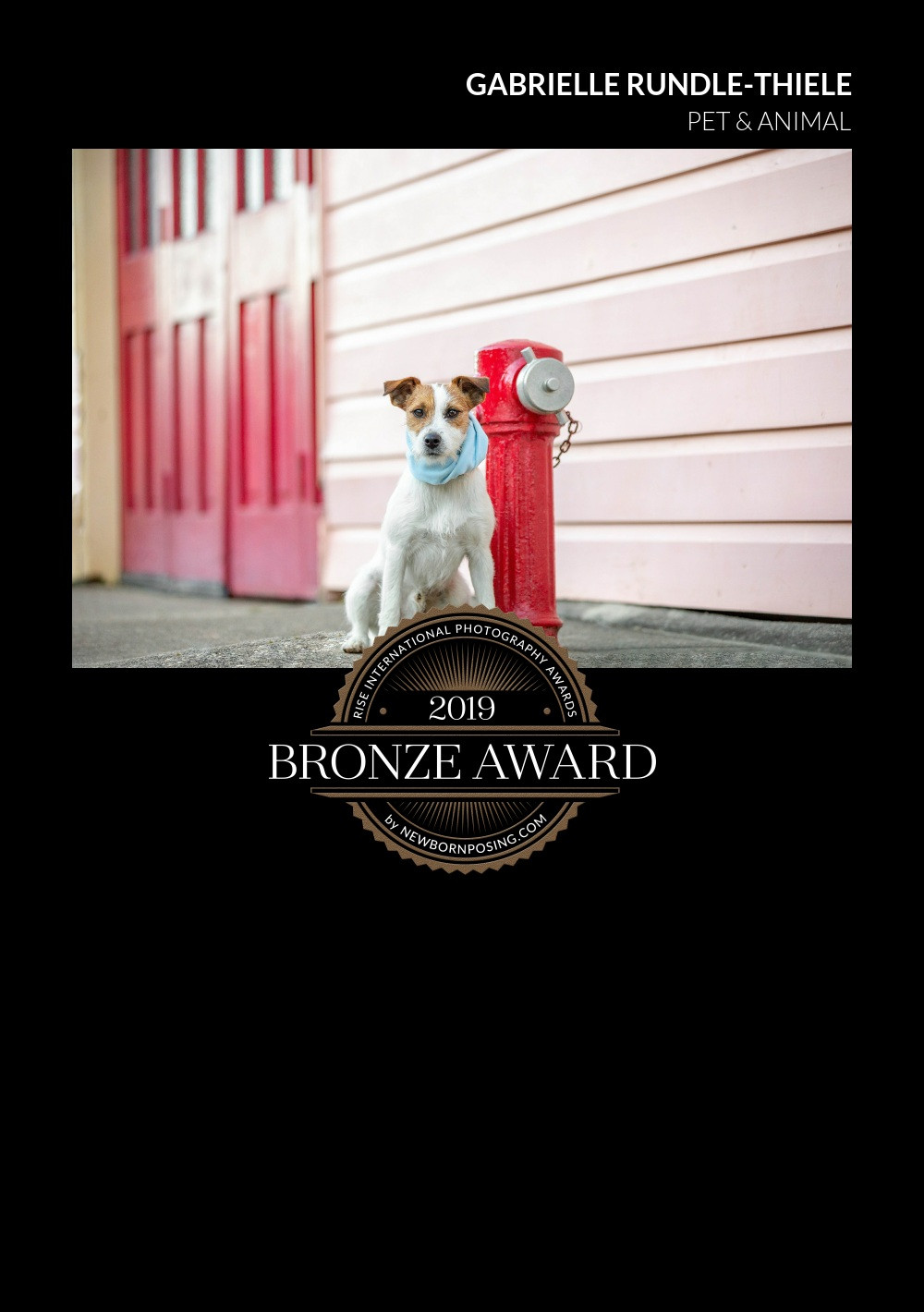 Tails of Time's Bronze award image // award winning pet photography