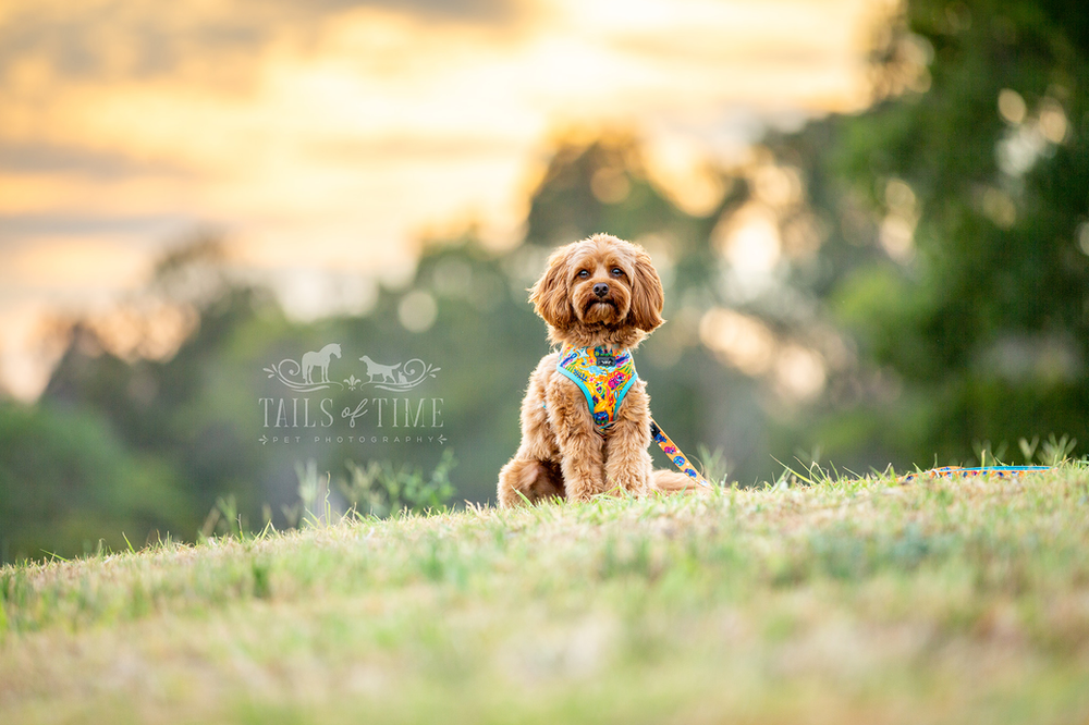 Commercial pet photography session for Dizzy Dog Collar Co