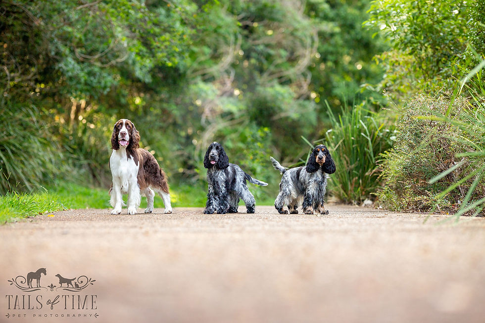 Three dogs pose for their photoshoot during a session for One Dog, Two Dogs, Three Dogs...More!