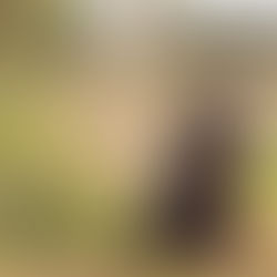 Baci + Bare | Pet Photography Session Brisbane