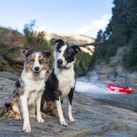 Barkzeland: Part Two