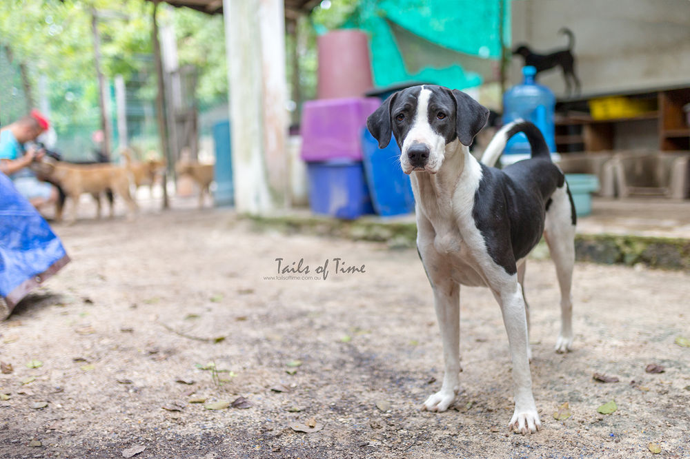 Mexican Animal Shelter Visit