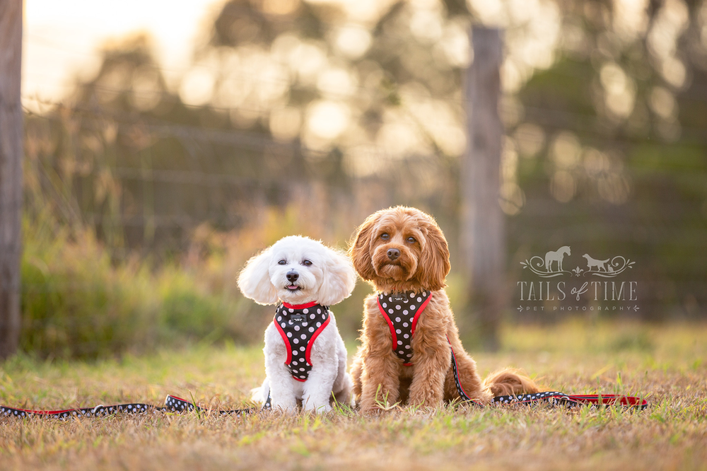 Commercial pet photography session for Dizzy Dog Collar Co