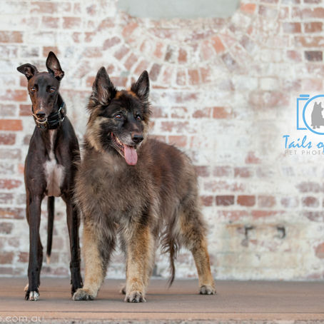 Rodney and Buffy | New Farm Park