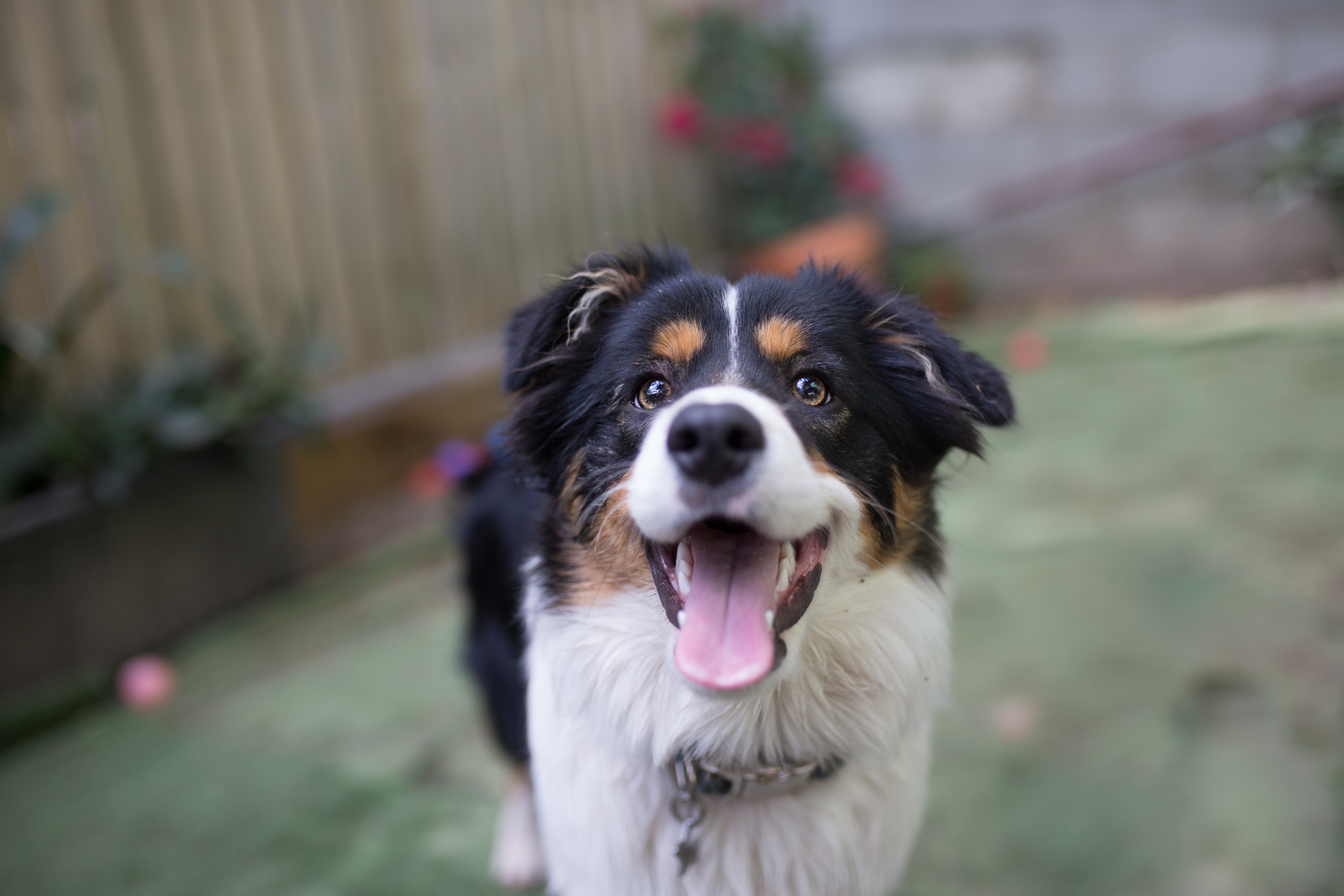 treats for dogs with allergies