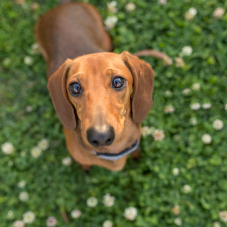 Johnson | Brisbane Pet Photography session