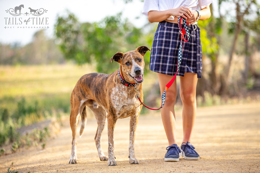 Commercial pet photography session for Dizzy Dog Collar Co