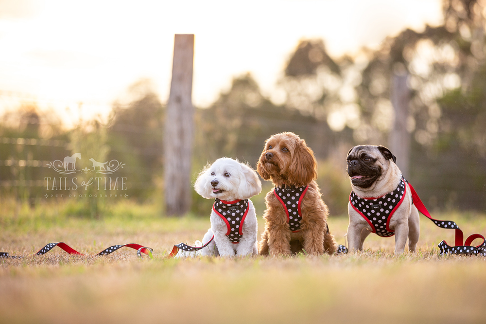 Commercial pet photography session for Dizzy Dog Collar Co