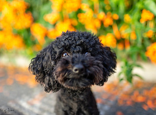 Zali the black fluffy dog poses in front of a flame vine at New Farm Park for her pet photography session
