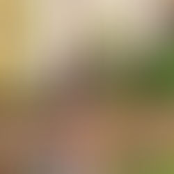 A Gold Coast Pet Photography session with Ava the German Shepherd. 