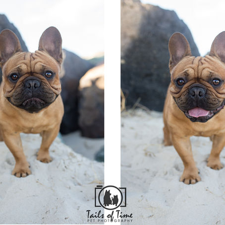 Theo | Gold Coast Pet Photography Session