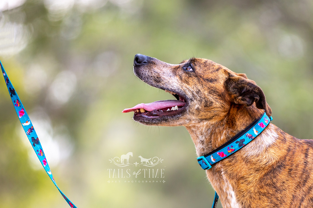 Commercial Photography Session with Dizzy Dog Collars 
