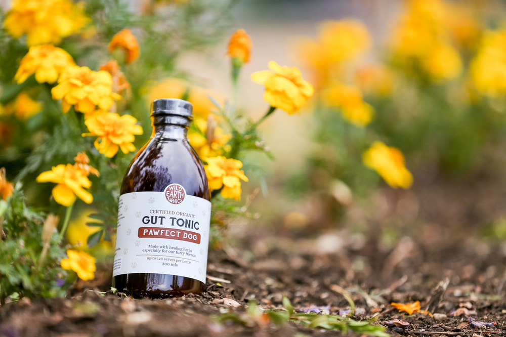 Commercial Pet Photography with Wild Earth Tonics 