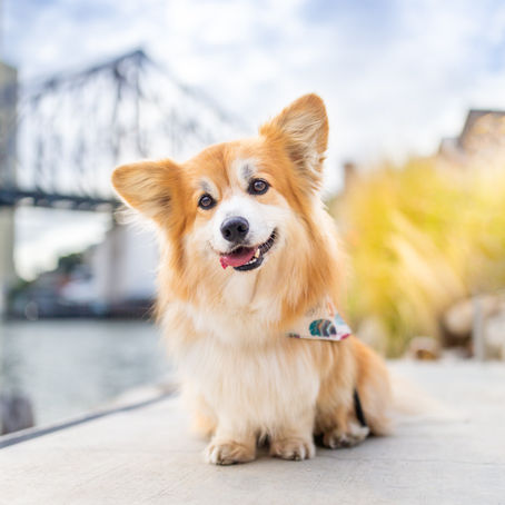 A full family portrait experience at the Howard Smith Wharves. 