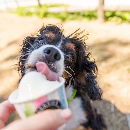 New Years Resolutions for you and your dog!