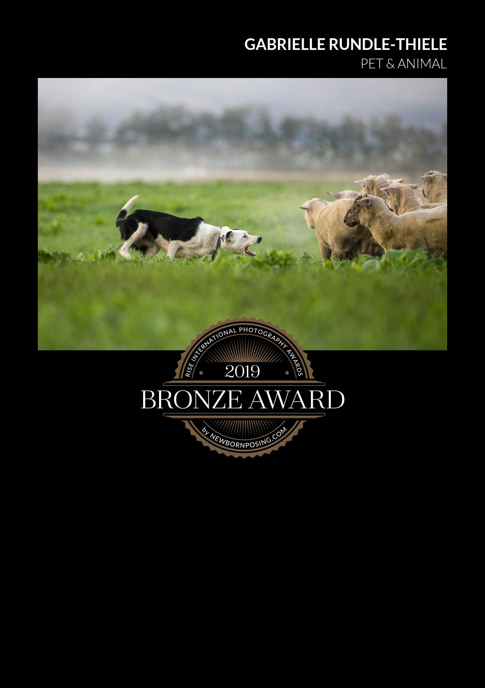 Tails of Time's Bronze award image // award winning pet photography