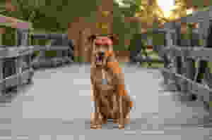 Dog photographer in Brisbane