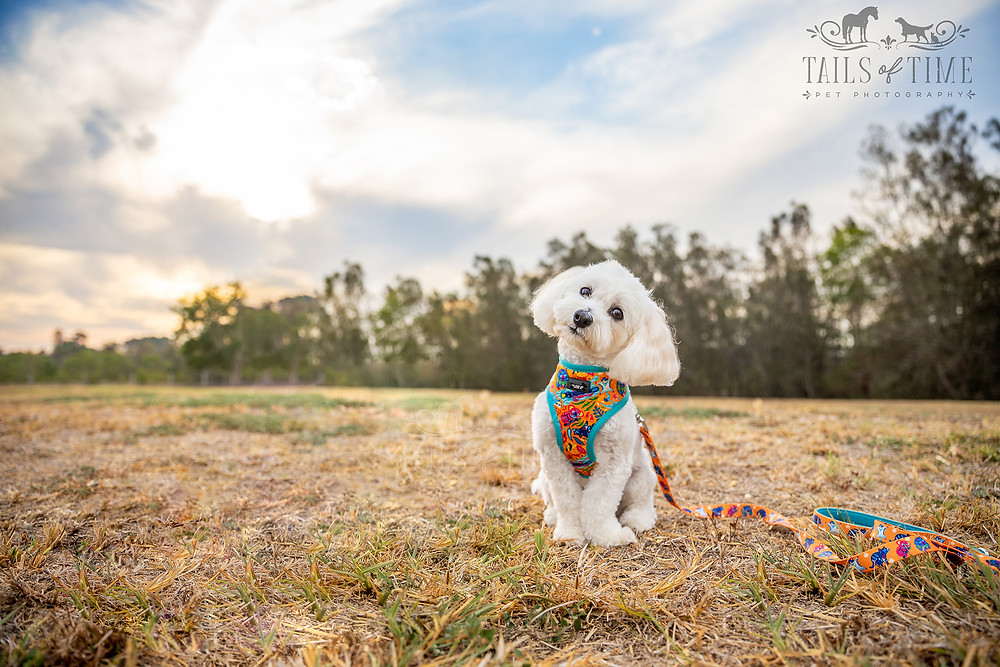 Commercial pet photography session for Dizzy Dog Collar Co