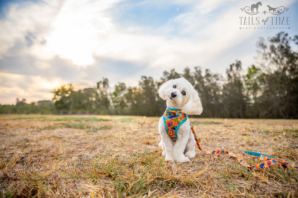 Commercial pet photography session for Dizzy Dog Collar Co