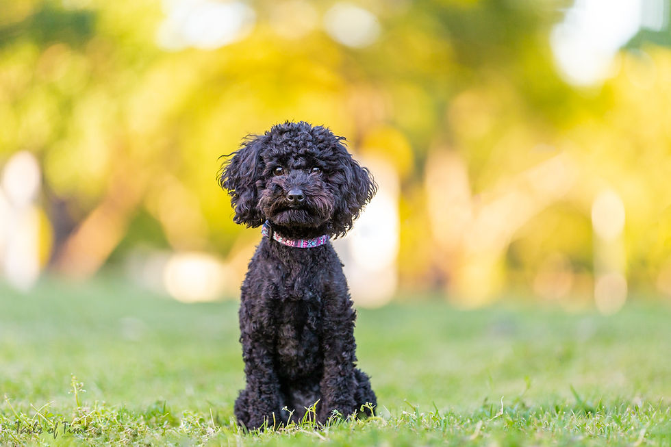 dog at new farm park during a pet photography session in brisbane