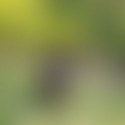 Barkzealand: Part One